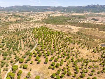 Terreno para Venda em Monsanto e Idanha-A-Velha
