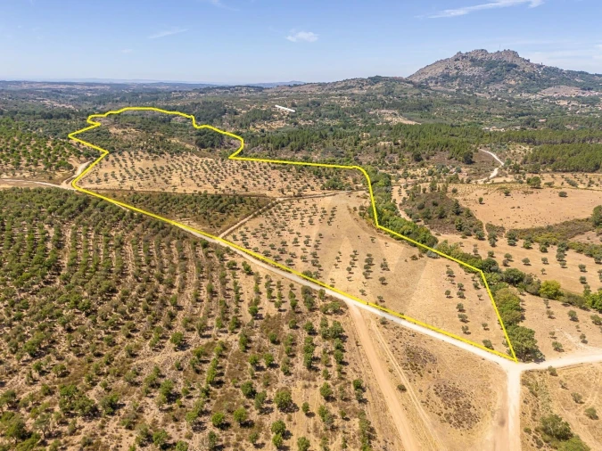 Terreno para Venda em Monsanto e Idanha-A-Velha Foto 13