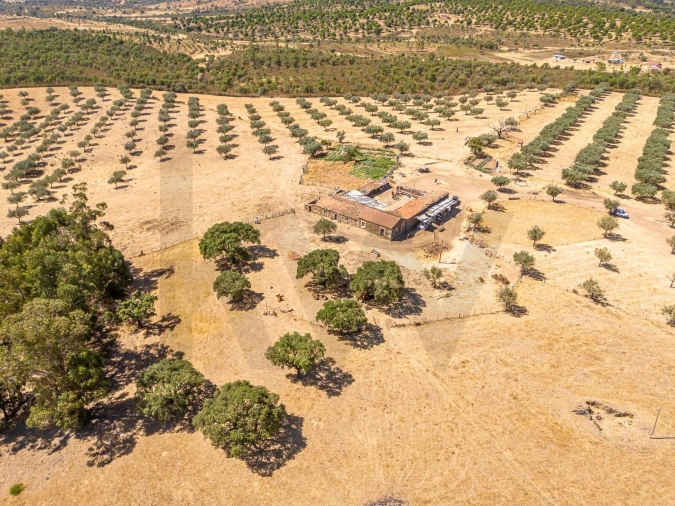Terreno para Venda em Monsanto e Idanha-A-Velha Foto 4