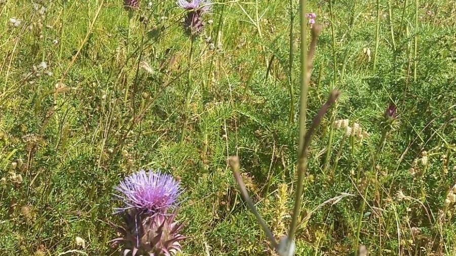Terreno para Venda em Sesimbra (Castelo)