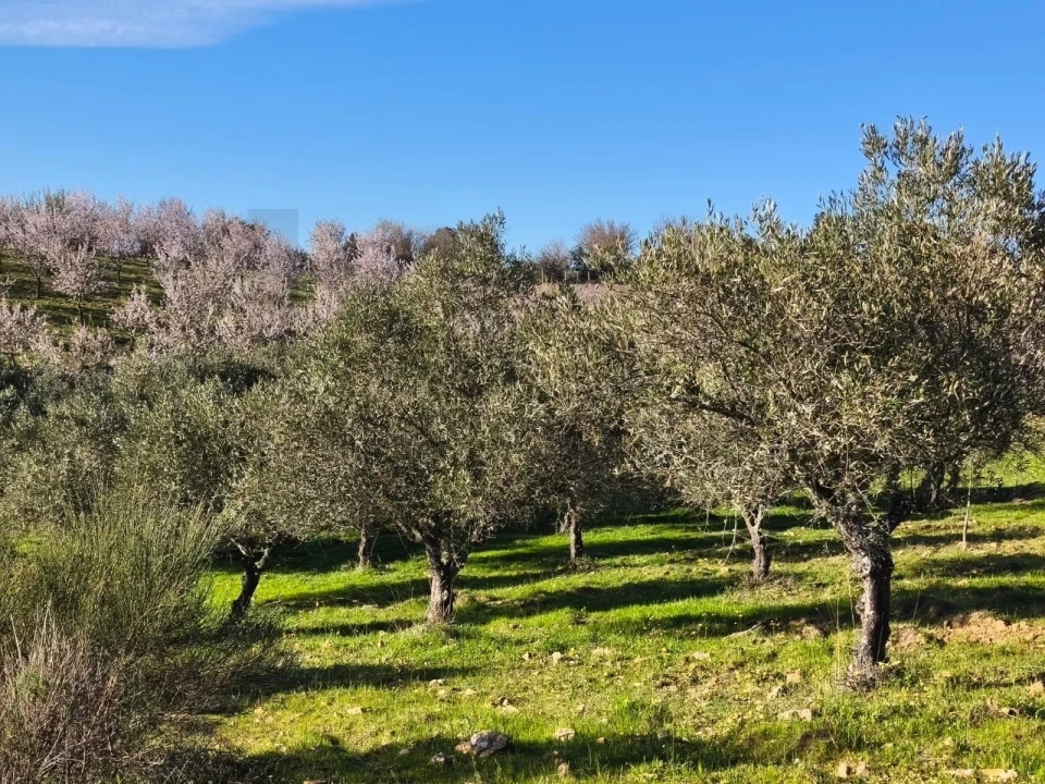 Terreno para Venda em Touça Foto 10
