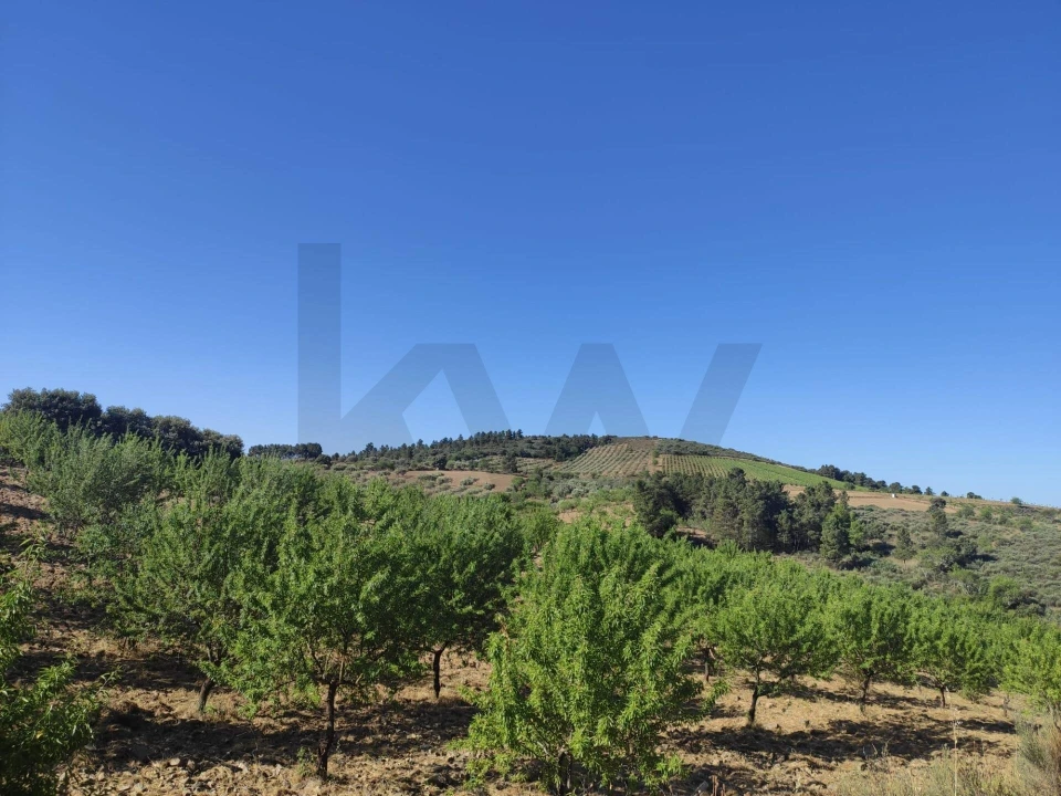Terreno para Venda em Touça Foto 4