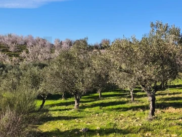 Terreno para Venda em Touça