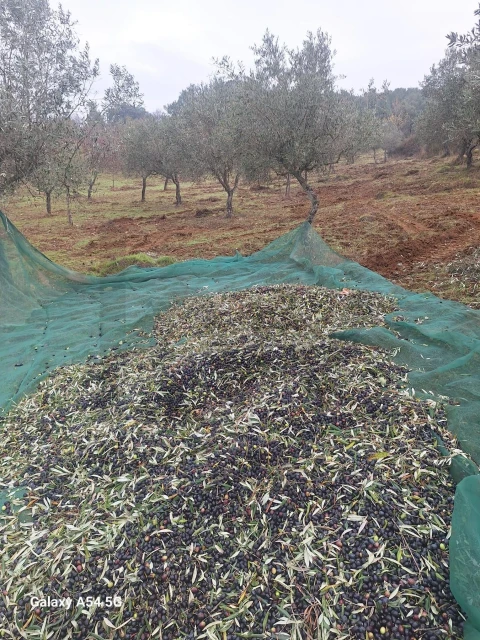 Terreno para Venda em Touça