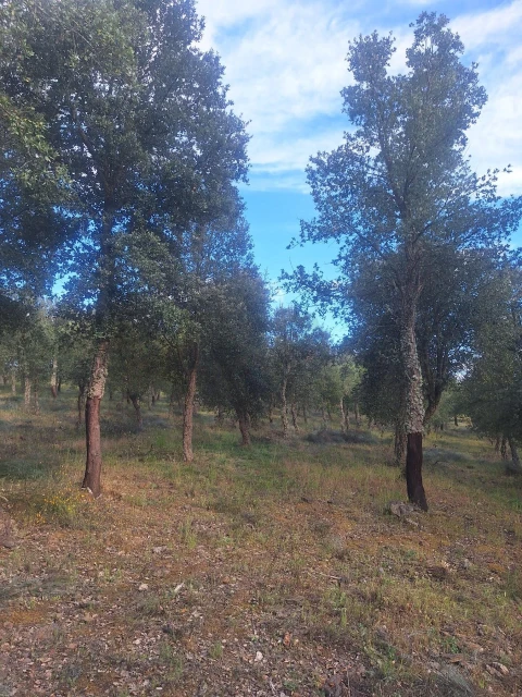 Terreno para Venda em Touça