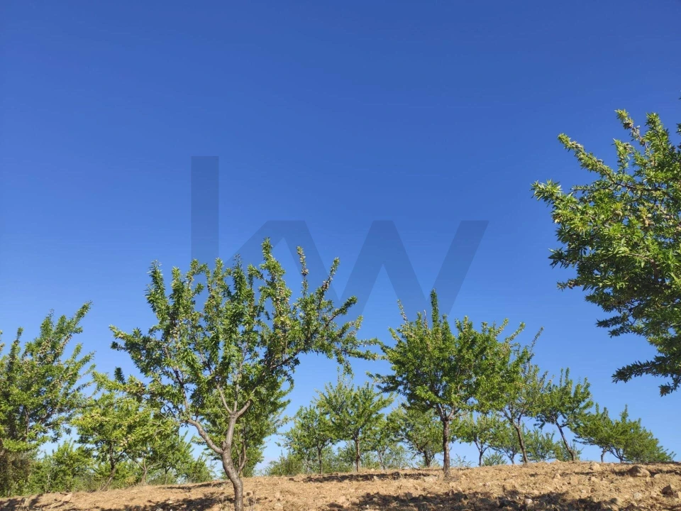 Terreno para Venda em Touça Foto 8