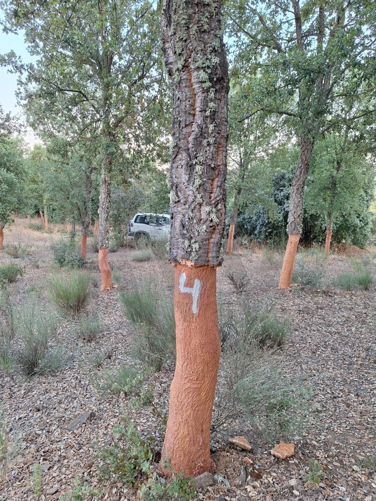 Terreno para Venda em Touça Foto 21
