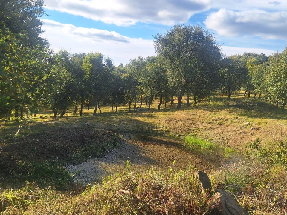Terreno para Venda em Touça Foto 2