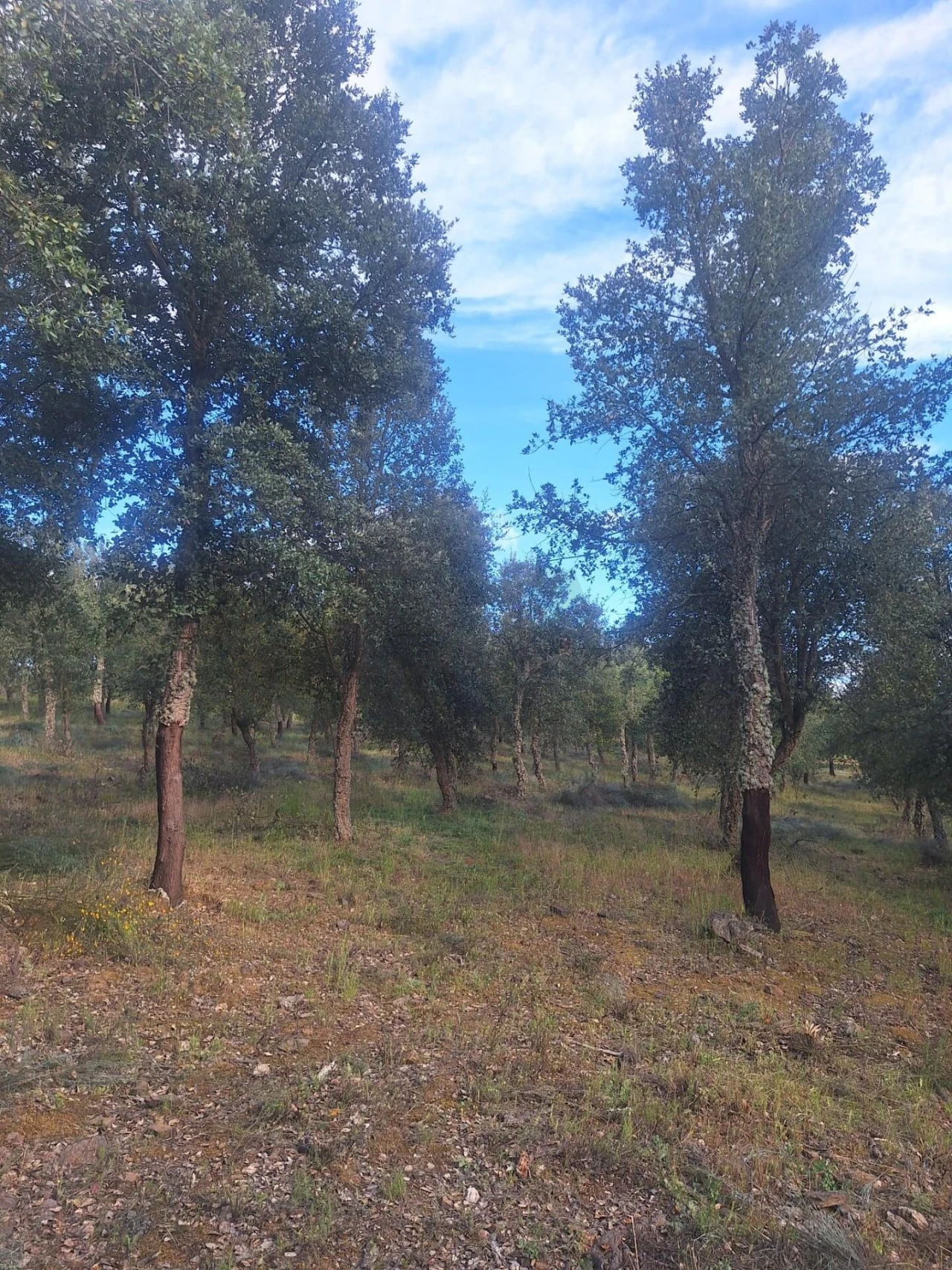 Terreno para Venda em Touça Foto 5