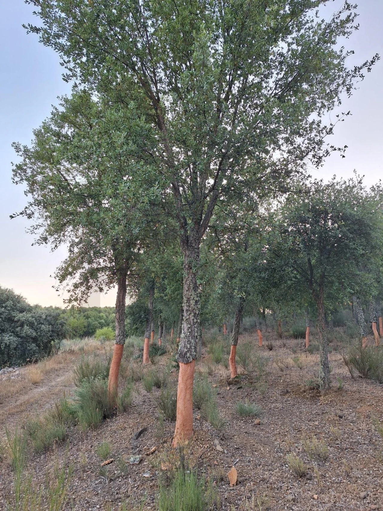 Terreno para Venda em Touça Foto 24
