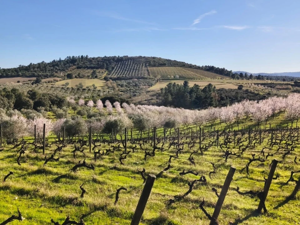 Terreno para Venda em Touça Foto 11