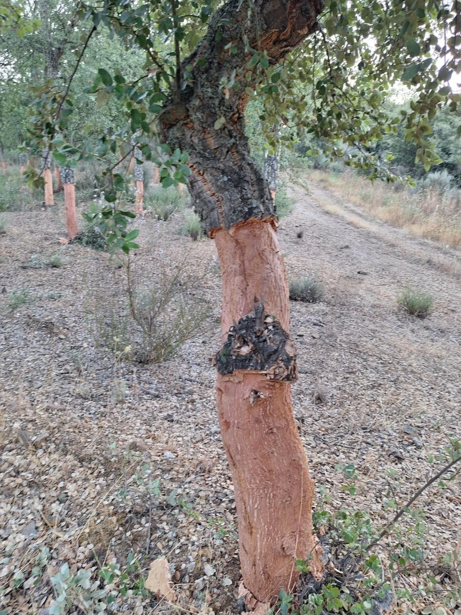 Terreno para Venda em Touça Foto 23