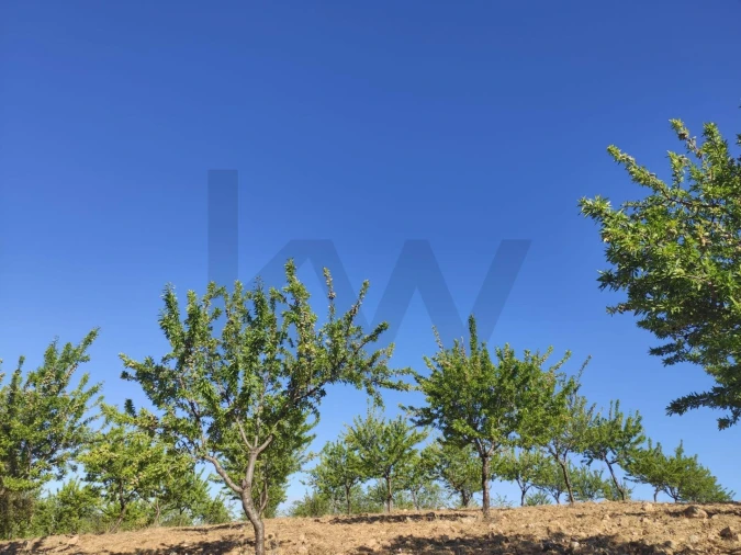 Terreno para Venda em Touça Foto 8
