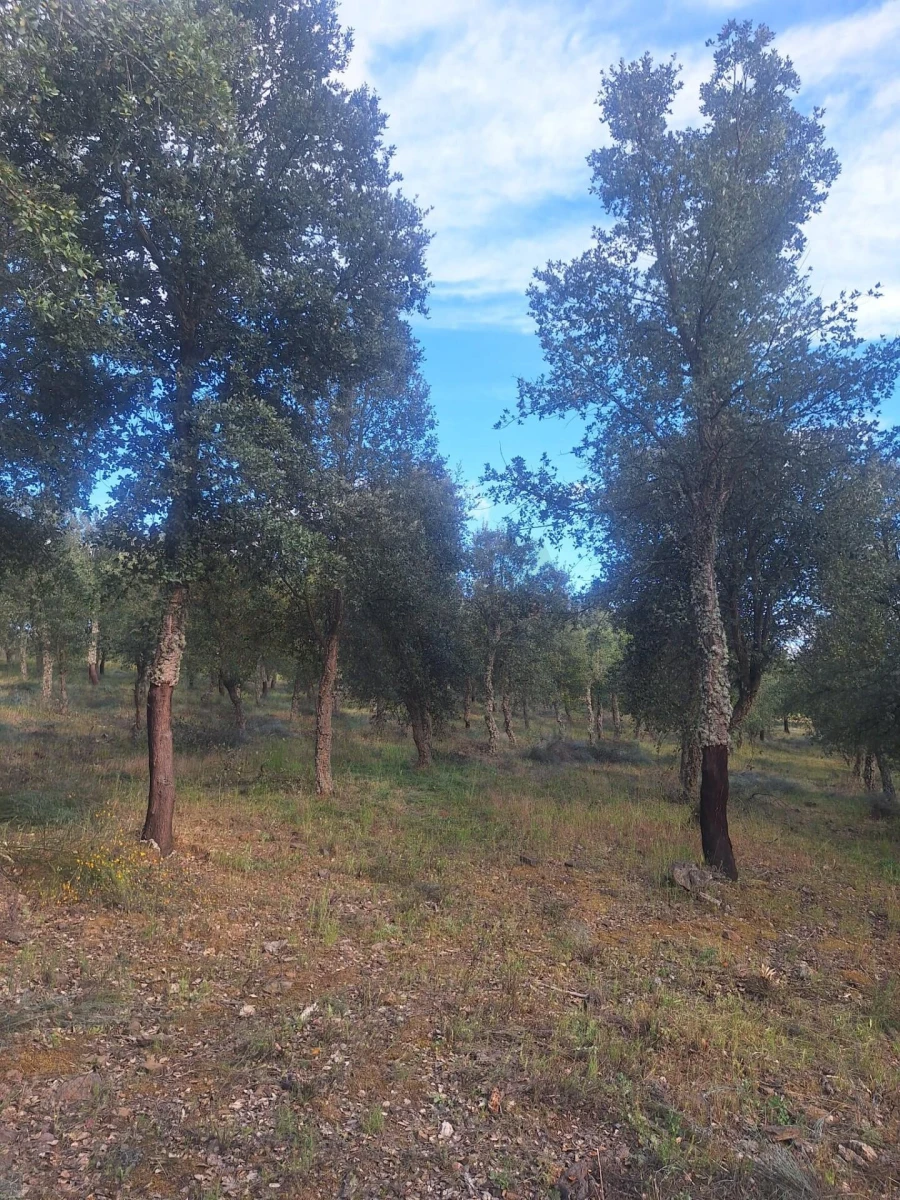Terreno para Venda em Touça Foto 5