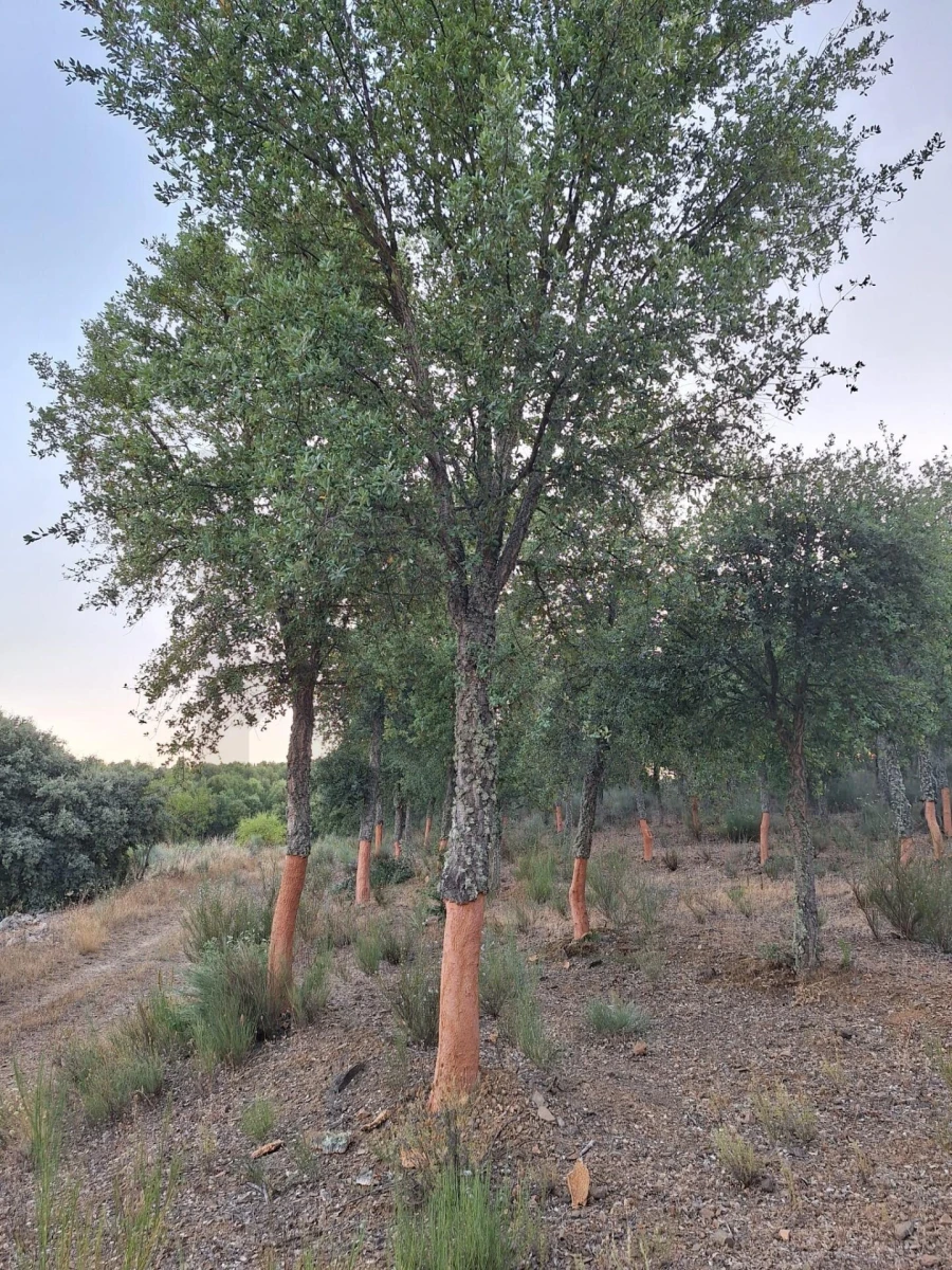 Terreno para Venda em Touça Foto 24