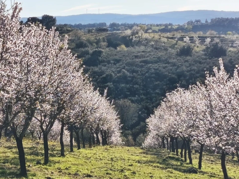 Terreno para Venda em Touça Foto 12