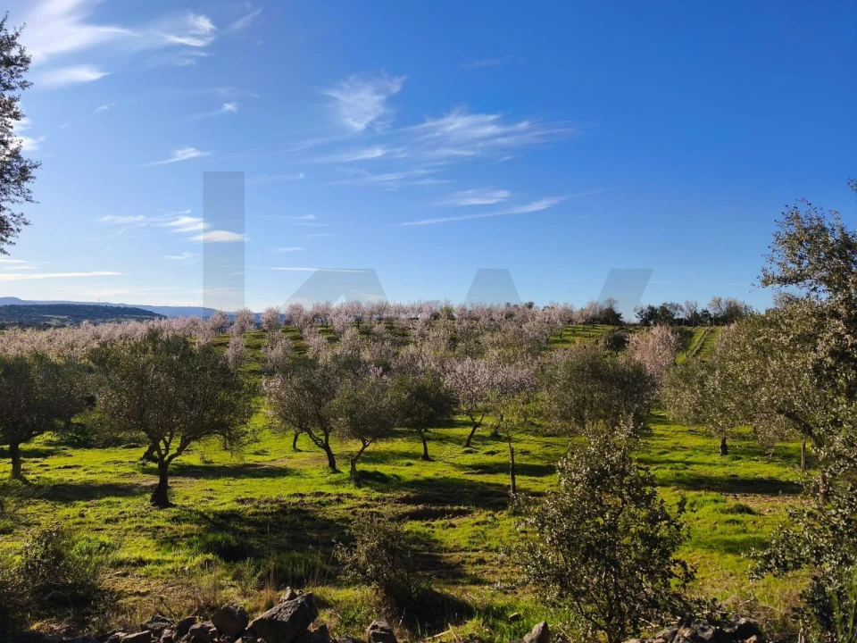 Terreno para Venda em Touça Foto 18