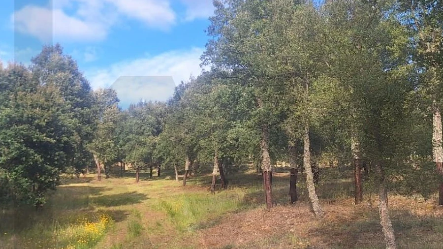 Terreno para Venda em Touça