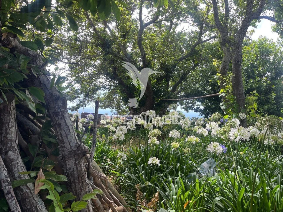 Quinta T9 para Venda em Ponta do Pargo Foto 7