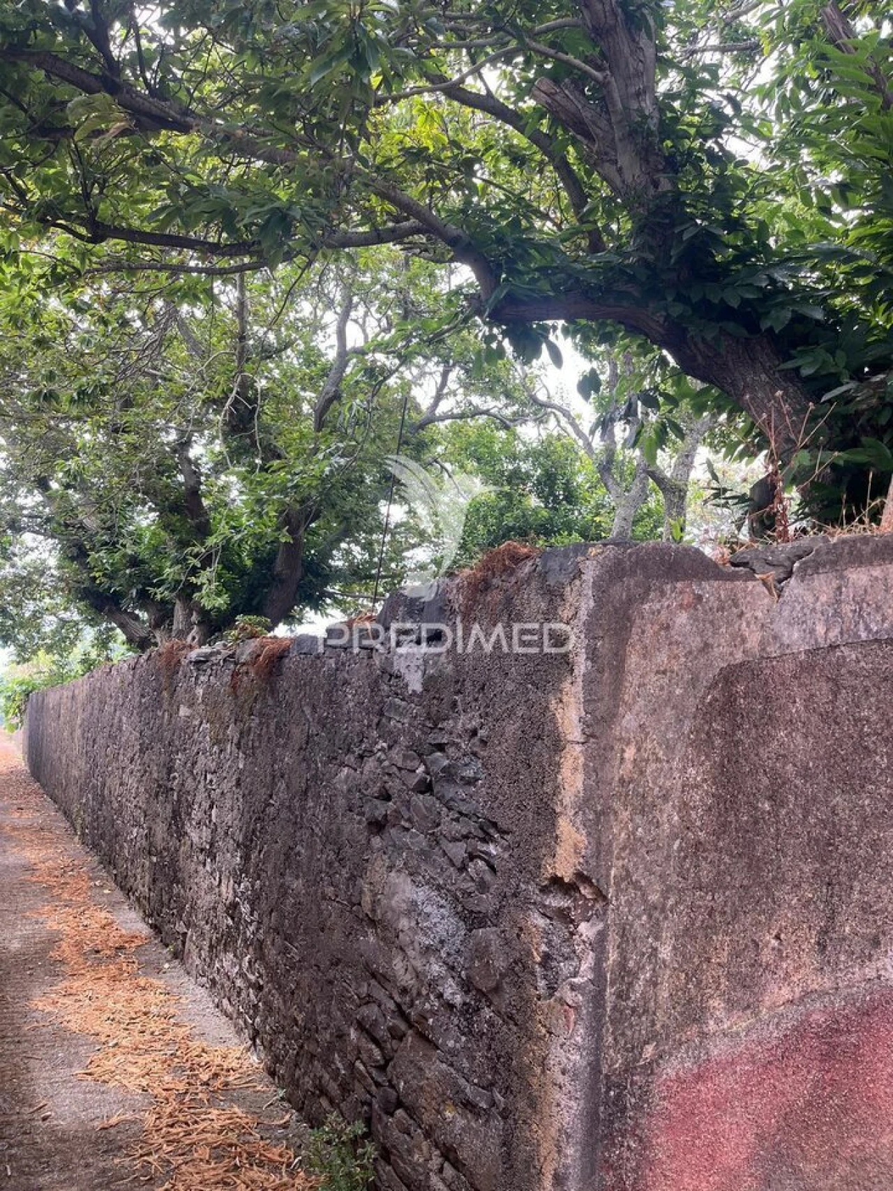 Quinta T9 para Venda em Ponta do Pargo Foto 4