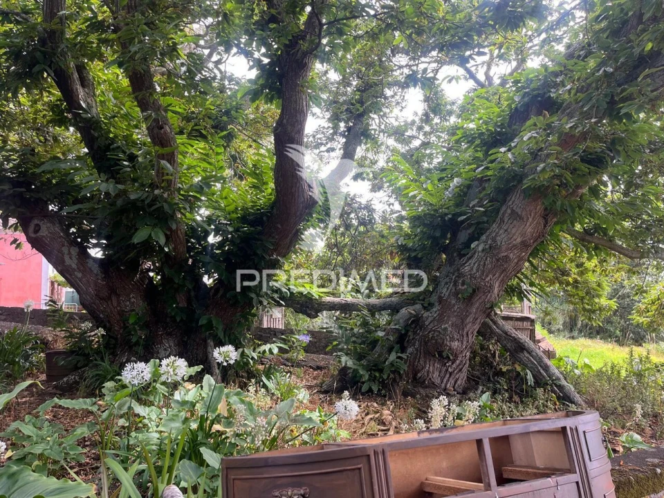 Quinta T9 para Venda em Ponta do Pargo Foto 10
