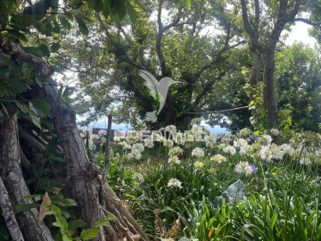 Quinta T9 para Venda em Ponta do Pargo