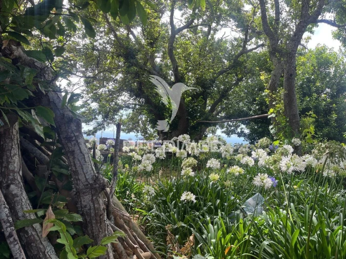 Quinta T9 para Venda em Ponta do Pargo Foto 7