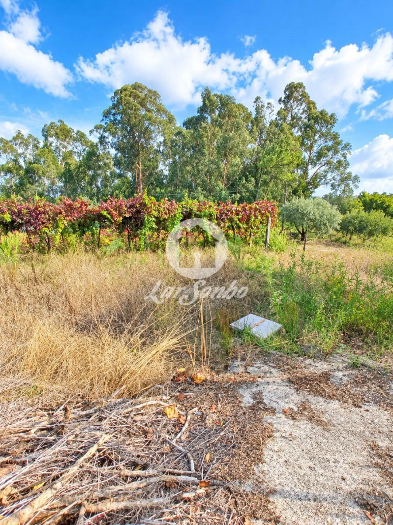 Terreno para Venda em Cervães Foto 11