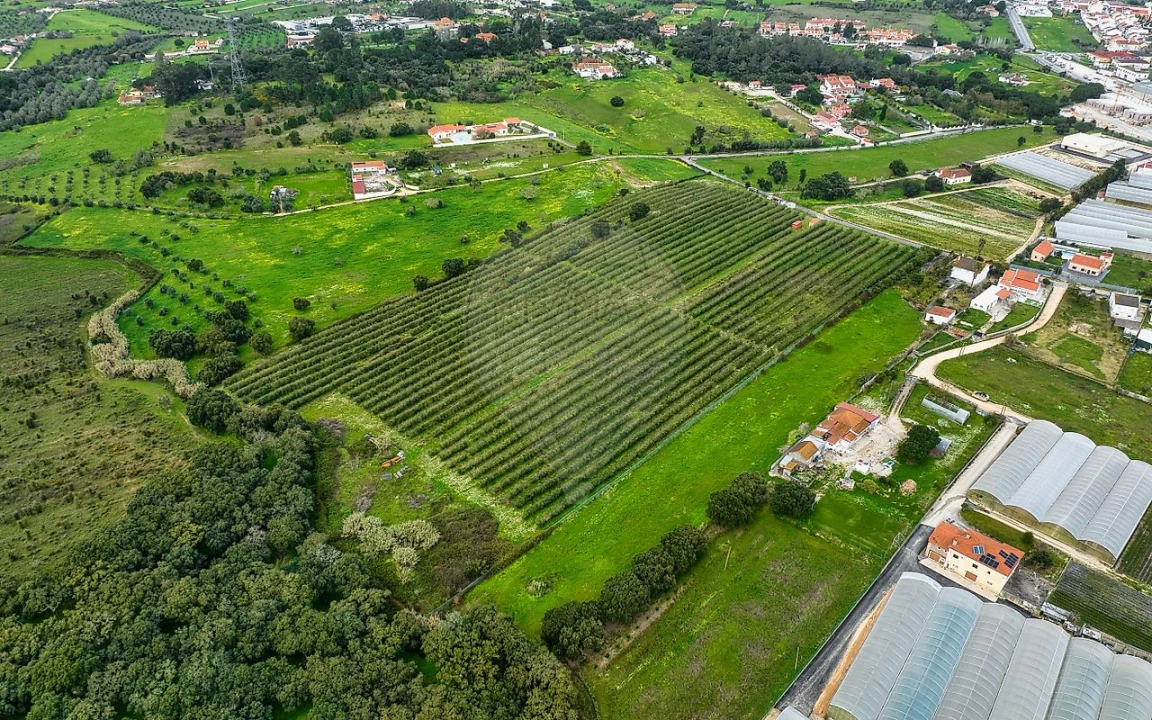 Terreno para Venda em Cartaxo e Vale da Pinta Foto 4