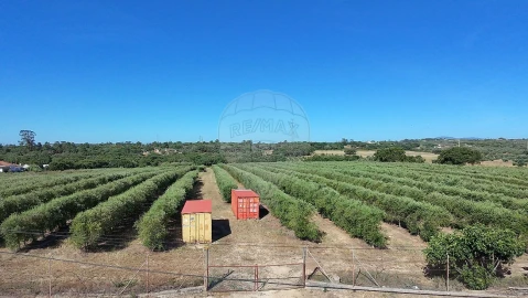 Terreno para Venda em Cartaxo e Vale da Pinta