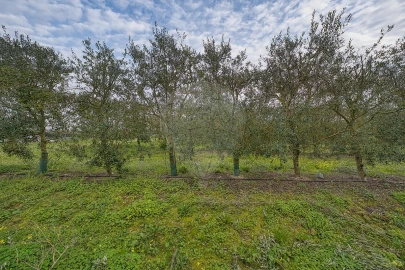 Terreno para Venda em Cartaxo e Vale da Pinta