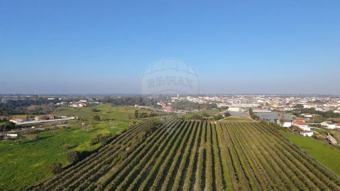 Terreno para Venda em Cartaxo e Vale da Pinta