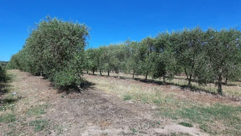 Terreno para Venda em Cartaxo e Vale da Pinta