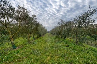 Terreno para Venda em Cartaxo e Vale da Pinta
