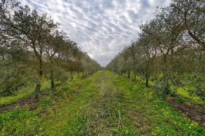 Terreno para Venda em Cartaxo e Vale da Pinta