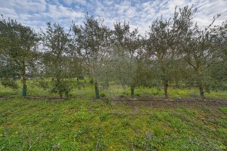 Terreno para Venda em Cartaxo e Vale da Pinta Foto 14
