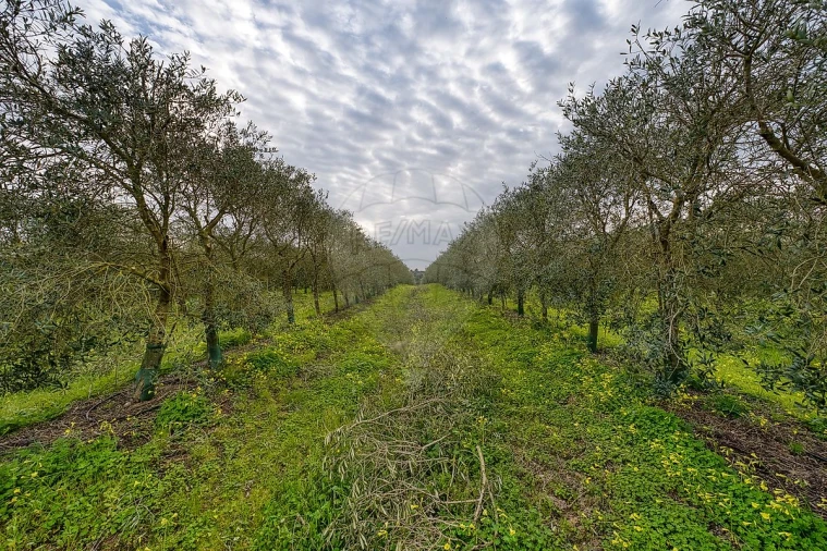 Terreno para Venda em Cartaxo e Vale da Pinta Foto 13