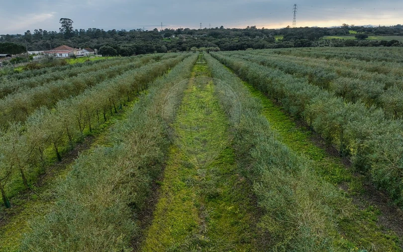 Terreno para Venda em Cartaxo e Vale da Pinta Foto 15