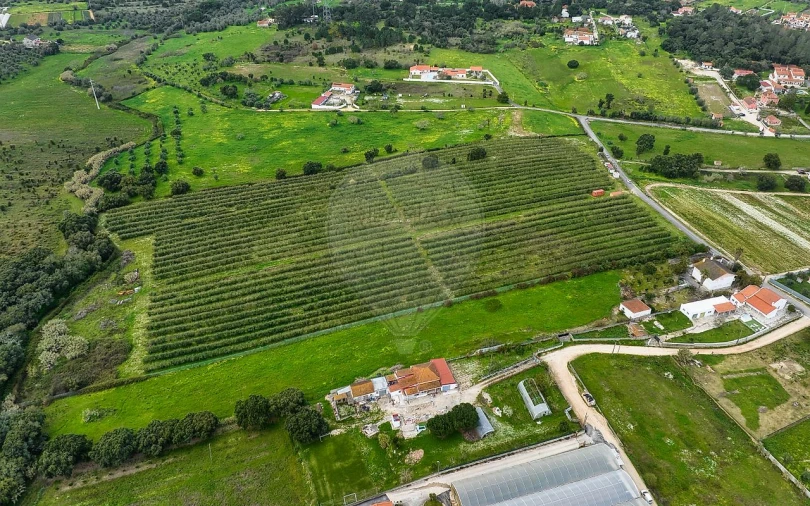 Terreno para Venda em Cartaxo e Vale da Pinta Foto 7