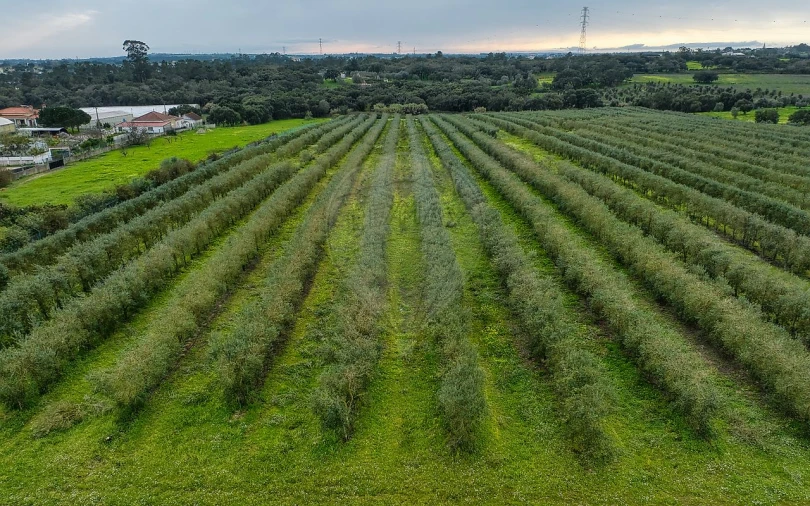 Terreno para Venda em Cartaxo e Vale da Pinta Foto 10