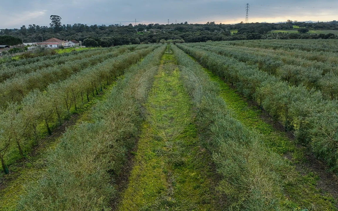 Terreno para Venda em Cartaxo e Vale da Pinta Foto 15
