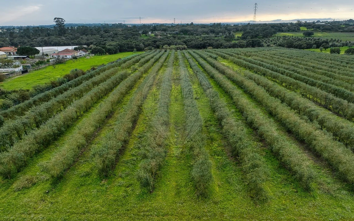 Terreno para Venda em Cartaxo e Vale da Pinta Foto 10