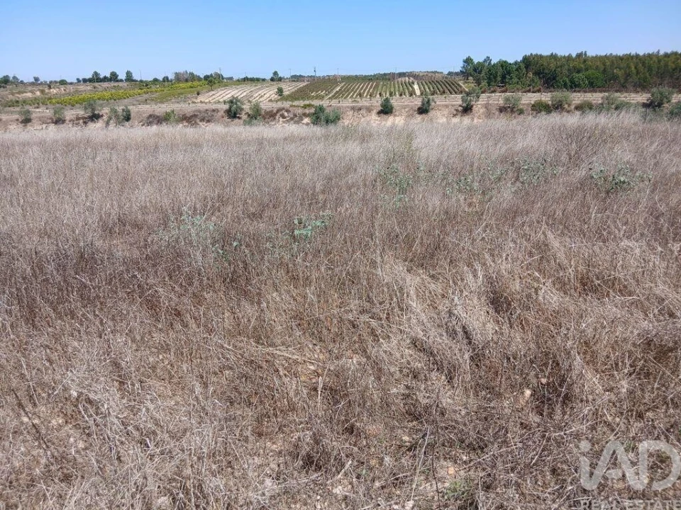 Terreno para Venda em Alpiarça Foto 3