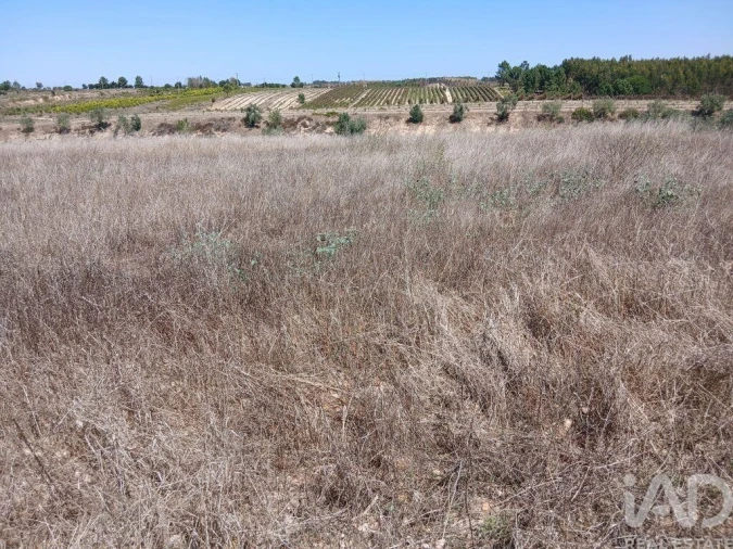 Terreno para Venda em Alpiarça Foto 3