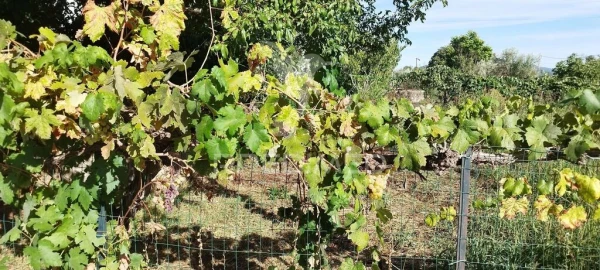 Moradia T3 para Venda em São Salvador da Aramenha