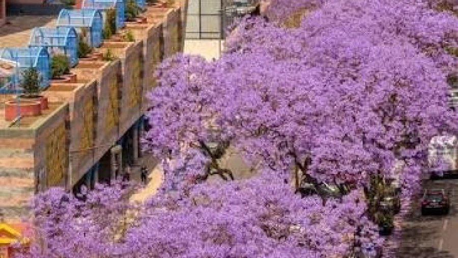 Apartamento T1 para Venda em Avenidas Novas