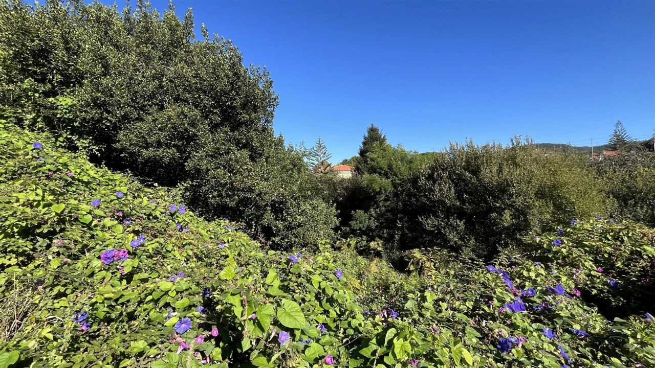 Terreno para Venda em Afife Foto 4