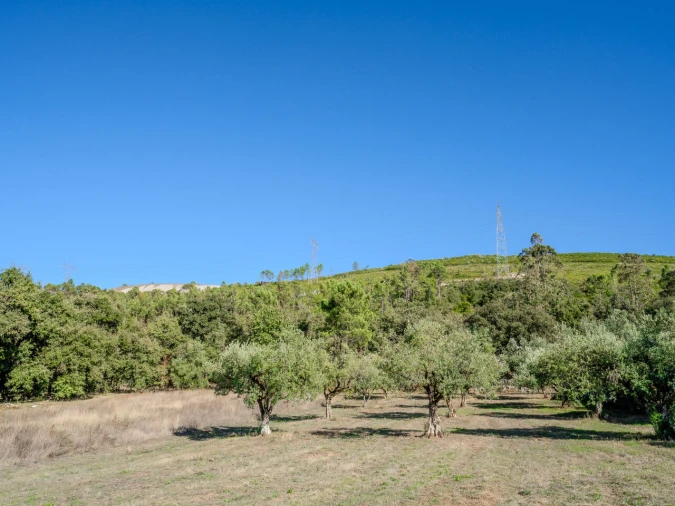 Terreno para Venda em Pedreiras Foto 9