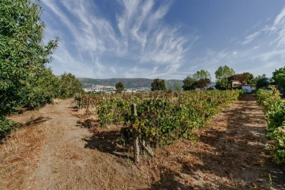 Quinta T4 para Venda em Boidobra