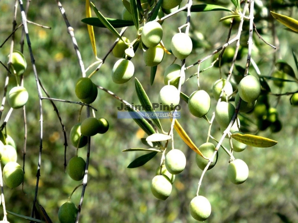 Terreno Agricola ou Rústico para Venda em Figueira de Castelo Rodrigo Foto 3